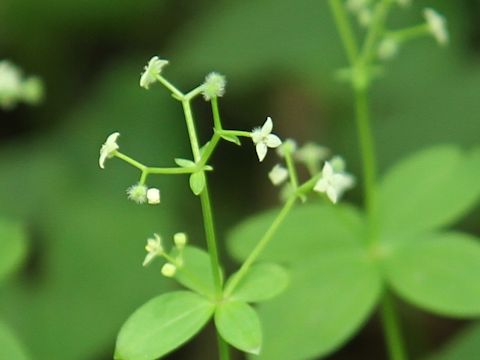 Galium kamtschaticum var. acutifolium