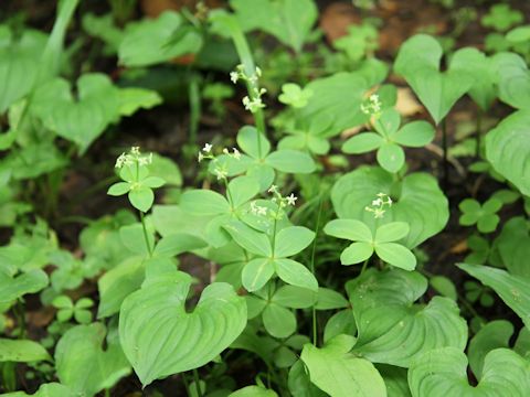 Galium kamtschaticum var. acutifolium