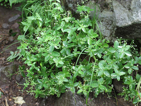 Galium kamtschaticum var. acutifolium