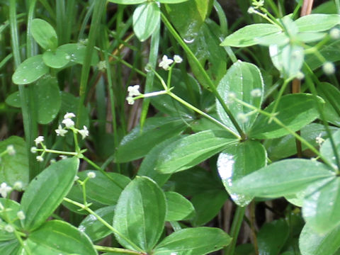 Galium kamtschaticum var. acutifolium