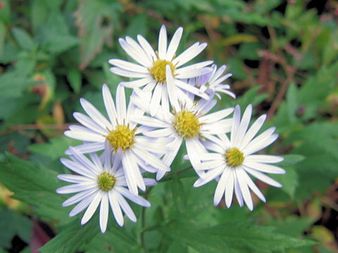 Aster incisus