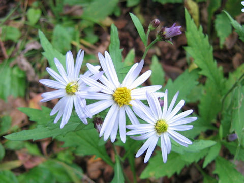 Aster incisus