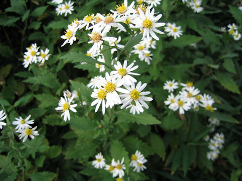 Aster incisus