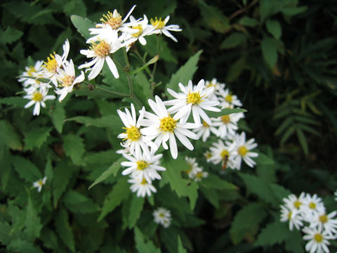 Aster incisus