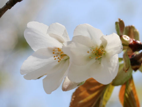 Prunus speciosa