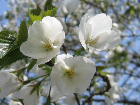 Prunus speciosa