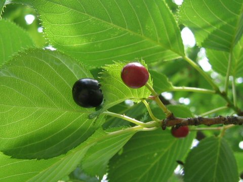 Prunus speciosa