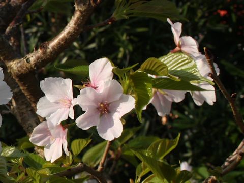 Prunus speciosa