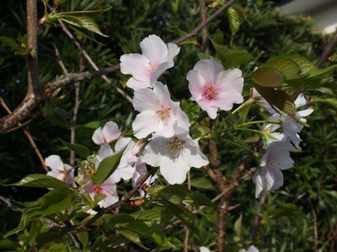 Prunus speciosa