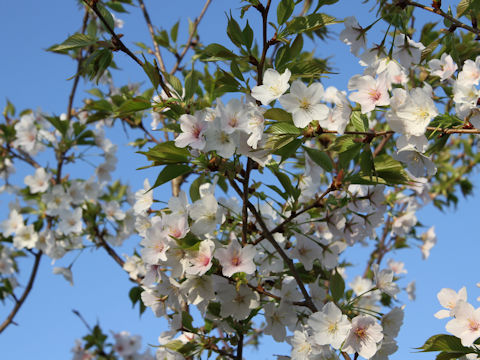 Prunus speciosa