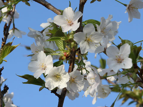 Prunus speciosa