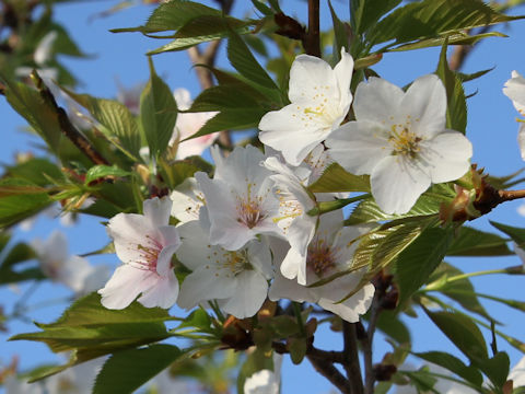 Prunus speciosa