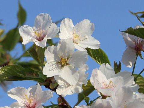 Prunus speciosa