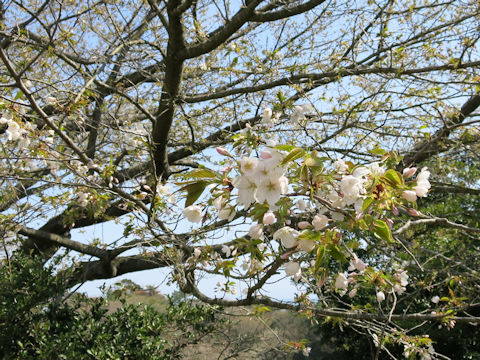 Prunus speciosa