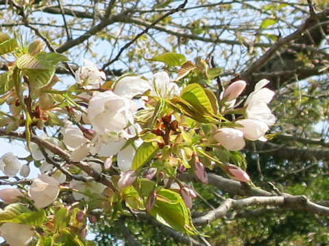 Prunus speciosa