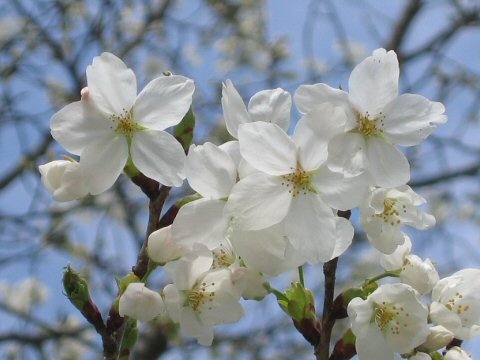 Prunus speciosa