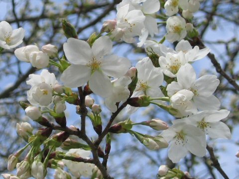 Prunus speciosa