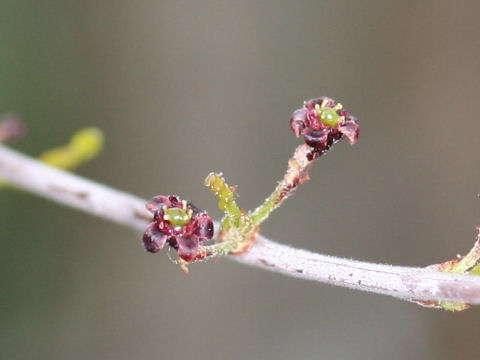 Operculicarya decaryi