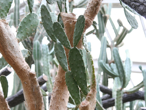 Opuntia elatior