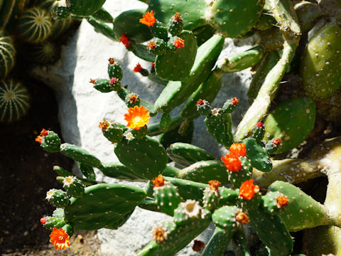 Opuntia elatior