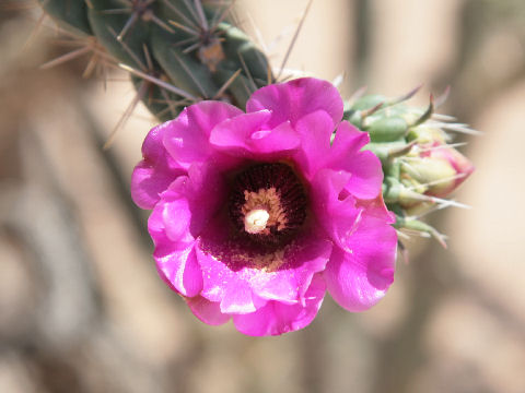 Opuntia imbricata