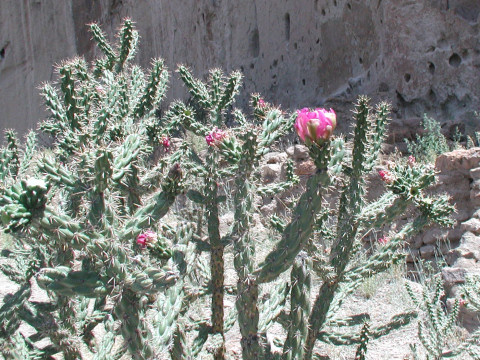 Opuntia imbricata