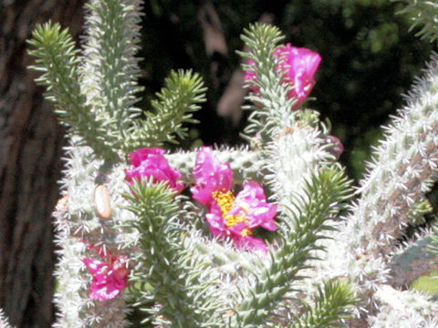 Opuntia imbricata