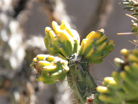 Opuntia imbricata