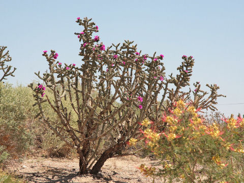 Opuntia imbricata