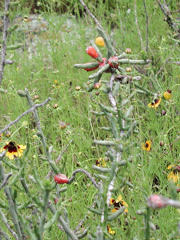 Opuntia leptocaulis