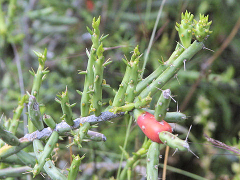 Opuntia leptocaulis