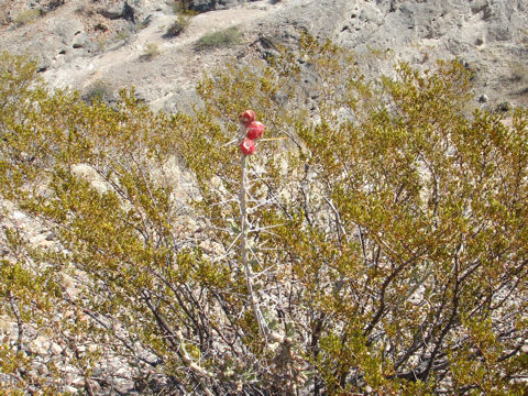 Opuntia leptocaulis