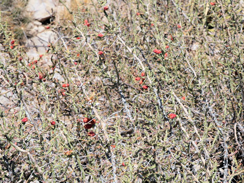 Opuntia leptocaulis