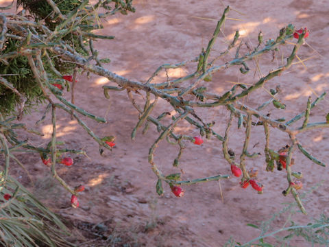 Opuntia leptocaulis