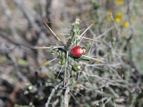 Opuntia leptocaulis