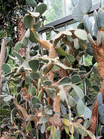 Opuntia leucotricha