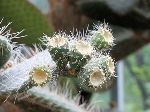 Opuntia leucotricha