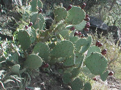 Opuntia lindheimeri