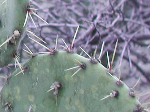 Opuntia lindheimeri