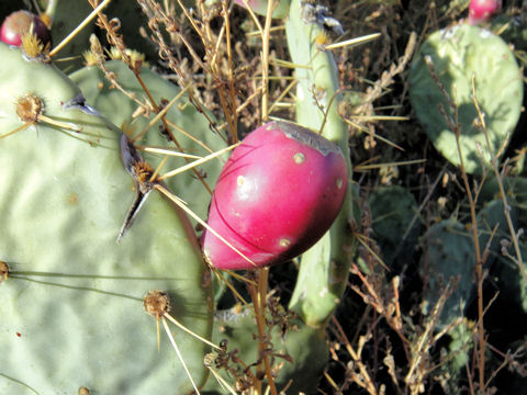 Opuntia lindheimeri