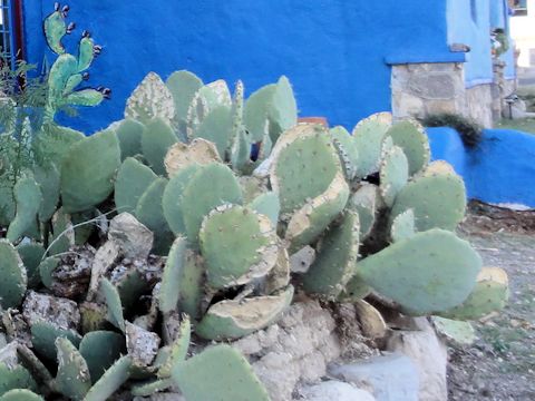 Opuntia lindheimeri