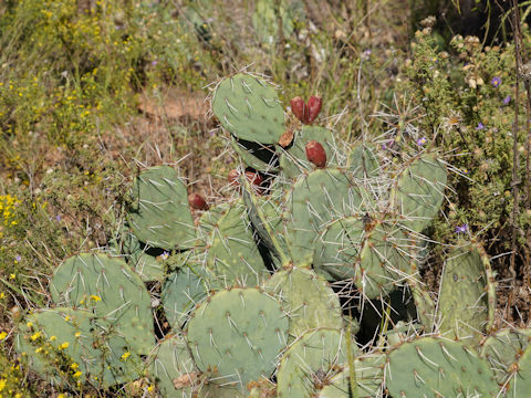 Opuntia lindheimeri