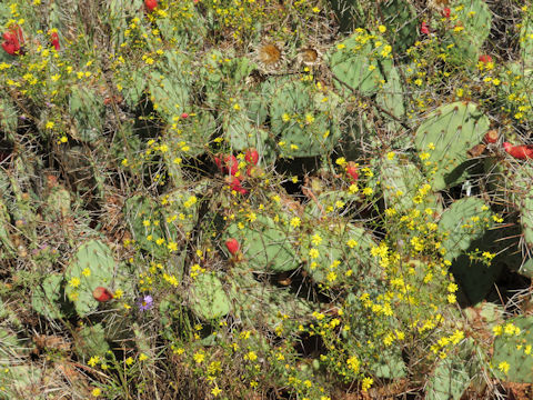 Opuntia lindheimeri