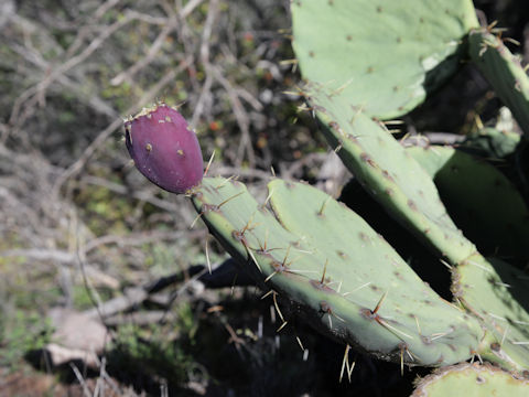 Opuntia lindheimeri