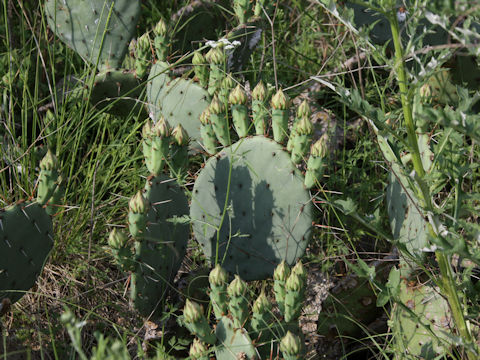 Opuntia lindheimeri