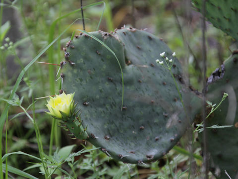 Opuntia lindheimeri