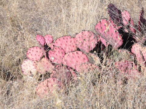 Opuntia violacea var. macrocentra