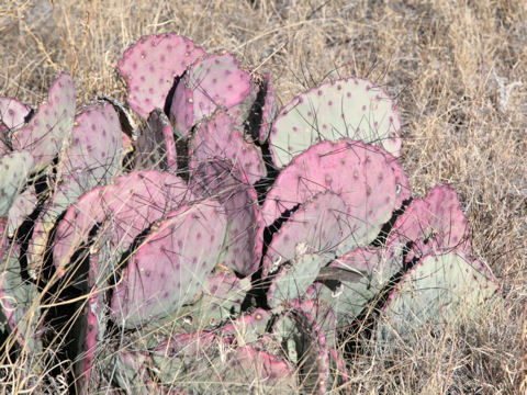 Opuntia violacea var. macrocentra