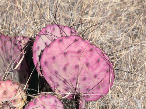 Opuntia violacea var. macrocentra