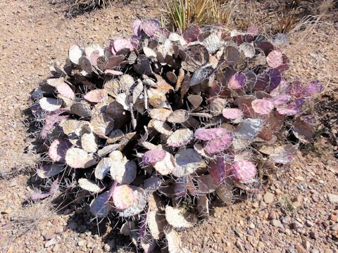 Opuntia violacea var. macrocentra